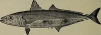 Picture 144 of 322 from American food and game fishes : A popular account of all the species found in America north of the equator / with keys for ready identification, life histories and methods of capture, by David Starr Jordan and Barton Warren Evermann, illustrated with colored plates and text drawings, and with photographs from life by A. Radclyffe Dugmore. (1902), leaf 398