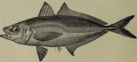 Picture 145 of 322 from American food and game fishes : A popular account of all the species found in America north of the equator / with keys for ready identification, life histories and methods of capture, by David Starr Jordan and Barton Warren Evermann, illustrated with colored plates and text drawings, and with photographs from life by A. Radclyffe Dugmore. (1902), leaf 398
