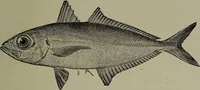 Picture 146 of 322 from American food and game fishes : A popular account of all the species found in America north of the equator / with keys for ready identification, life histories and methods of capture, by David Starr Jordan and Barton Warren Evermann, illustrated with colored plates and text drawings, and with photographs from life by A. Radclyffe Dugmore. (1902), leaf 399