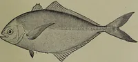 Picture 147 of 322 from American food and game fishes : A popular account of all the species found in America north of the equator / with keys for ready identification, life histories and methods of capture, by David Starr Jordan and Barton Warren Evermann, illustrated with colored plates and text drawings, and with photographs from life by A. Radclyffe Dugmore. (1902), leaf 399