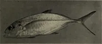 Picture 151 of 322 from American food and game fishes : A popular account of all the species found in America north of the equator / with keys for ready identification, life histories and methods of capture, by David Starr Jordan and Barton Warren Evermann, illustrated with colored plates and text drawings, and with photographs from life by A. Radclyffe Dugmore. (1902), leaf 405