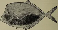 Picture 152 of 322 from American food and game fishes : A popular account of all the species found in America north of the equator / with keys for ready identification, life histories and methods of capture, by David Starr Jordan and Barton Warren Evermann, illustrated with colored plates and text drawings, and with photographs from life by A. Radclyffe Dugmore. (1902), leaf 410