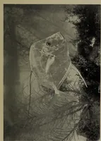 An illustration from American food and game fishes : A popular account of all the species found in America north of the equator / with keys for ready identification, life histories and methods of capture, by David Starr Jordan and Barton Warren Evermann, illustrated with colored plates and text drawings, and with photographs from life by A. Radclyffe Dugmore. (1902)