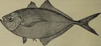 Picture 154 of 322 from American food and game fishes : A popular account of all the species found in America north of the equator / with keys for ready identification, life histories and methods of capture, by David Starr Jordan and Barton Warren Evermann, illustrated with colored plates and text drawings, and with photographs from life by A. Radclyffe Dugmore. (1902), leaf 414