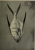 An illustration from American food and game fishes : A popular account of all the species found in America north of the equator / with keys for ready identification, life histories and methods of capture, by David Starr Jordan and Barton Warren Evermann, illustrated with colored plates and text drawings, and with photographs from life by A. Radclyffe Dugmore. (1902)