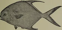 Picture 157 of 322 from American food and game fishes : A popular account of all the species found in America north of the equator / with keys for ready identification, life histories and methods of capture, by David Starr Jordan and Barton Warren Evermann, illustrated with colored plates and text drawings, and with photographs from life by A. Radclyffe Dugmore. (1902), leaf 419