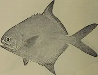 Picture 158 of 322 from American food and game fishes : A popular account of all the species found in America north of the equator / with keys for ready identification, life histories and methods of capture, by David Starr Jordan and Barton Warren Evermann, illustrated with colored plates and text drawings, and with photographs from life by A. Radclyffe Dugmore. (1902), leaf 420