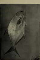 Picture 159 of 322 from American food and game fishes : A popular account of all the species found in America north of the equator / with keys for ready identification, life histories and methods of capture, by David Starr Jordan and Barton Warren Evermann, illustrated with colored plates and text drawings, and with photographs from life by A. Radclyffe Dugmore. (1902), leaf 421