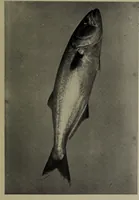 An illustration from American food and game fishes : A popular account of all the species found in America north of the equator / with keys for ready identification, life histories and methods of capture, by David Starr Jordan and Barton Warren Evermann, illustrated with colored plates and text drawings, and with photographs from life by A. Radclyffe Dugmore. (1902)