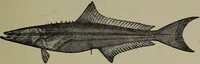 Picture 161 of 322 from American food and game fishes : A popular account of all the species found in America north of the equator / with keys for ready identification, life histories and methods of capture, by David Starr Jordan and Barton Warren Evermann, illustrated with colored plates and text drawings, and with photographs from life by A. Radclyffe Dugmore. (1902), leaf 433