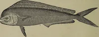 Picture 162 of 322 from American food and game fishes : A popular account of all the species found in America north of the equator / with keys for ready identification, life histories and methods of capture, by David Starr Jordan and Barton Warren Evermann, illustrated with colored plates and text drawings, and with photographs from life by A. Radclyffe Dugmore. (1902), leaf 434