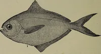 An illustration from American food and game fishes : A popular account of all the species found in America north of the equator / with keys for ready identification, life histories and methods of capture, by David Starr Jordan and Barton Warren Evermann, illustrated with colored plates and text drawings, and with photographs from life by A. Radclyffe Dugmore. (1902)