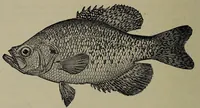 Picture 165 of 322 from American food and game fishes : A popular account of all the species found in America north of the equator / with keys for ready identification, life histories and methods of capture, by David Starr Jordan and Barton Warren Evermann, illustrated with colored plates and text drawings, and with photographs from life by A. Radclyffe Dugmore. (1902), leaf 444