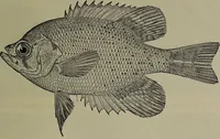 An illustration from American food and game fishes : A popular account of all the species found in America north of the equator / with keys for ready identification, life histories and methods of capture, by David Starr Jordan and Barton Warren Evermann, illustrated with colored plates and text drawings, and with photographs from life by A. Radclyffe Dugmore. (1902)