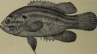 Picture 167 of 322 from American food and game fishes : A popular account of all the species found in America north of the equator / with keys for ready identification, life histories and methods of capture, by David Starr Jordan and Barton Warren Evermann, illustrated with colored plates and text drawings, and with photographs from life by A. Radclyffe Dugmore. (1902), leaf 448