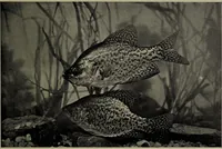 Picture 168 of 322 from American food and game fishes : A popular account of all the species found in America north of the equator / with keys for ready identification, life histories and methods of capture, by David Starr Jordan and Barton Warren Evermann, illustrated with colored plates and text drawings, and with photographs from life by A. Radclyffe Dugmore. (1902), leaf 449