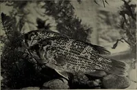 An illustration from American food and game fishes : A popular account of all the species found in America north of the equator / with keys for ready identification, life histories and methods of capture, by David Starr Jordan and Barton Warren Evermann, illustrated with colored plates and text drawings, and with photographs from life by A. Radclyffe Dugmore. (1902)