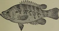 Picture 170 of 322 from American food and game fishes : A popular account of all the species found in America north of the equator / with keys for ready identification, life histories and methods of capture, by David Starr Jordan and Barton Warren Evermann, illustrated with colored plates and text drawings, and with photographs from life by A. Radclyffe Dugmore. (1902), leaf 453