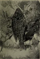 An illustration from American food and game fishes : A popular account of all the species found in America north of the equator / with keys for ready identification, life histories and methods of capture, by David Starr Jordan and Barton Warren Evermann, illustrated with colored plates and text drawings, and with photographs from life by A. Radclyffe Dugmore. (1902)