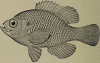 An illustration from American food and game fishes : A popular account of all the species found in America north of the equator / with keys for ready identification, life histories and methods of capture, by David Starr Jordan and Barton Warren Evermann, illustrated with colored plates and text drawings, and with photographs from life by A. Radclyffe Dugmore. (1902)