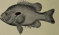 Picture 173 of 322 from American food and game fishes : A popular account of all the species found in America north of the equator / with keys for ready identification, life histories and methods of capture, by David Starr Jordan and Barton Warren Evermann, illustrated with colored plates and text drawings, and with photographs from life by A. Radclyffe Dugmore. (1902), leaf 460