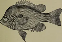 Picture 174 of 322 from American food and game fishes : A popular account of all the species found in America north of the equator / with keys for ready identification, life histories and methods of capture, by David Starr Jordan and Barton Warren Evermann, illustrated with colored plates and text drawings, and with photographs from life by A. Radclyffe Dugmore. (1902), leaf 461
