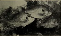 Picture 175 of 322 from American food and game fishes : A popular account of all the species found in America north of the equator / with keys for ready identification, life histories and methods of capture, by David Starr Jordan and Barton Warren Evermann, illustrated with colored plates and text drawings, and with photographs from life by A. Radclyffe Dugmore. (1902), leaf 465