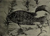 Picture 176 of 322 from American food and game fishes : A popular account of all the species found in America north of the equator / with keys for ready identification, life histories and methods of capture, by David Starr Jordan and Barton Warren Evermann, illustrated with colored plates and text drawings, and with photographs from life by A. Radclyffe Dugmore. (1902), leaf 465