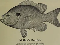 Picture 177 of 322 from American food and game fishes : A popular account of all the species found in America north of the equator / with keys for ready identification, life histories and methods of capture, by David Starr Jordan and Barton Warren Evermann, illustrated with colored plates and text drawings, and with photographs from life by A. Radclyffe Dugmore. (1902), leaf 467