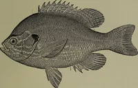 Picture 181 of 322 from American food and game fishes : A popular account of all the species found in America north of the equator / with keys for ready identification, life histories and methods of capture, by David Starr Jordan and Barton Warren Evermann, illustrated with colored plates and text drawings, and with photographs from life by A. Radclyffe Dugmore. (1902), leaf 471