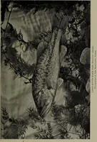 Picture 183 of 322 from American food and game fishes : A popular account of all the species found in America north of the equator / with keys for ready identification, life histories and methods of capture, by David Starr Jordan and Barton Warren Evermann, illustrated with colored plates and text drawings, and with photographs from life by A. Radclyffe Dugmore. (1902), leaf 479