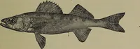 Picture 185 of 322 from American food and game fishes : A popular account of all the species found in America north of the equator / with keys for ready identification, life histories and methods of capture, by David Starr Jordan and Barton Warren Evermann, illustrated with colored plates and text drawings, and with photographs from life by A. Radclyffe Dugmore. (1902), leaf 483