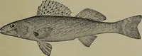 An illustration from American food and game fishes : A popular account of all the species found in America north of the equator / with keys for ready identification, life histories and methods of capture, by David Starr Jordan and Barton Warren Evermann, illustrated with colored plates and text drawings, and with photographs from life by A. Radclyffe Dugmore. (1902)