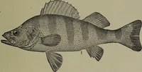An illustration from American food and game fishes : A popular account of all the species found in America north of the equator / with keys for ready identification, life histories and methods of capture, by David Starr Jordan and Barton Warren Evermann, illustrated with colored plates and text drawings, and with photographs from life by A. Radclyffe Dugmore. (1902)