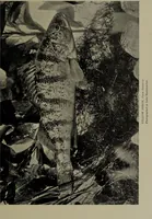 Picture 188 of 322 from American food and game fishes : A popular account of all the species found in America north of the equator / with keys for ready identification, life histories and methods of capture, by David Starr Jordan and Barton Warren Evermann, illustrated with colored plates and text drawings, and with photographs from life by A. Radclyffe Dugmore. (1902), leaf 489