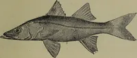 An illustration from American food and game fishes : A popular account of all the species found in America north of the equator / with keys for ready identification, life histories and methods of capture, by David Starr Jordan and Barton Warren Evermann, illustrated with colored plates and text drawings, and with photographs from life by A. Radclyffe Dugmore. (1902)