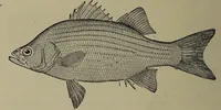 Picture 190 of 322 from American food and game fishes : A popular account of all the species found in America north of the equator / with keys for ready identification, life histories and methods of capture, by David Starr Jordan and Barton Warren Evermann, illustrated with colored plates and text drawings, and with photographs from life by A. Radclyffe Dugmore. (1902), leaf 496