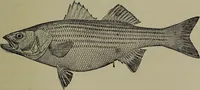 Picture 193 of 322 from American food and game fishes : A popular account of all the species found in America north of the equator / with keys for ready identification, life histories and methods of capture, by David Starr Jordan and Barton Warren Evermann, illustrated with colored plates and text drawings, and with photographs from life by A. Radclyffe Dugmore. (1902), leaf 499