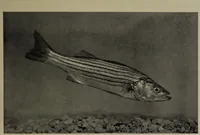 Picture 194 of 322 from American food and game fishes : A popular account of all the species found in America north of the equator / with keys for ready identification, life histories and methods of capture, by David Starr Jordan and Barton Warren Evermann, illustrated with colored plates and text drawings, and with photographs from life by A. Radclyffe Dugmore. (1902), leaf 503