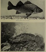 Picture 196 of 322 from American food and game fishes : A popular account of all the species found in America north of the equator / with keys for ready identification, life histories and methods of capture, by David Starr Jordan and Barton Warren Evermann, illustrated with colored plates and text drawings, and with photographs from life by A. Radclyffe Dugmore. (1902), leaf 509