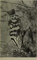 Picture 198 of 322 from American food and game fishes : A popular account of all the species found in America north of the equator / with keys for ready identification, life histories and methods of capture, by David Starr Jordan and Barton Warren Evermann, illustrated with colored plates and text drawings, and with photographs from life by A. Radclyffe Dugmore. (1902), leaf 517