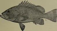 Picture 199 of 322 from American food and game fishes : A popular account of all the species found in America north of the equator / with keys for ready identification, life histories and methods of capture, by David Starr Jordan and Barton Warren Evermann, illustrated with colored plates and text drawings, and with photographs from life by A. Radclyffe Dugmore. (1902), leaf 519