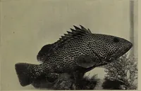 Picture 201 of 322 from American food and game fishes : A popular account of all the species found in America north of the equator / with keys for ready identification, life histories and methods of capture, by David Starr Jordan and Barton Warren Evermann, illustrated with colored plates and text drawings, and with photographs from life by A. Radclyffe Dugmore. (1902), leaf 521