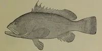 An illustration from American food and game fishes : A popular account of all the species found in America north of the equator / with keys for ready identification, life histories and methods of capture, by David Starr Jordan and Barton Warren Evermann, illustrated with colored plates and text drawings, and with photographs from life by A. Radclyffe Dugmore. (1902)