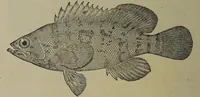 Picture 203 of 322 from American food and game fishes : A popular account of all the species found in America north of the equator / with keys for ready identification, life histories and methods of capture, by David Starr Jordan and Barton Warren Evermann, illustrated with colored plates and text drawings, and with photographs from life by A. Radclyffe Dugmore. (1902), leaf 524