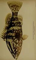Picture 204 of 322 from American food and game fishes : A popular account of all the species found in America north of the equator / with keys for ready identification, life histories and methods of capture, by David Starr Jordan and Barton Warren Evermann, illustrated with colored plates and text drawings, and with photographs from life by A. Radclyffe Dugmore. (1902), leaf 525