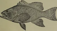 Picture 205 of 322 from American food and game fishes : A popular account of all the species found in America north of the equator / with keys for ready identification, life histories and methods of capture, by David Starr Jordan and Barton Warren Evermann, illustrated with colored plates and text drawings, and with photographs from life by A. Radclyffe Dugmore. (1902), leaf 527