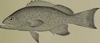 Picture 209 of 322 from American food and game fishes : A popular account of all the species found in America north of the equator / with keys for ready identification, life histories and methods of capture, by David Starr Jordan and Barton Warren Evermann, illustrated with colored plates and text drawings, and with photographs from life by A. Radclyffe Dugmore. (1902), leaf 533