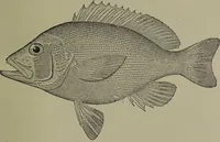 Picture 212 of 322 from American food and game fishes : A popular account of all the species found in America north of the equator / with keys for ready identification, life histories and methods of capture, by David Starr Jordan and Barton Warren Evermann, illustrated with colored plates and text drawings, and with photographs from life by A. Radclyffe Dugmore. (1902), leaf 537