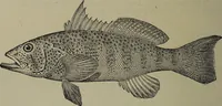Picture 213 of 322 from American food and game fishes : A popular account of all the species found in America north of the equator / with keys for ready identification, life histories and methods of capture, by David Starr Jordan and Barton Warren Evermann, illustrated with colored plates and text drawings, and with photographs from life by A. Radclyffe Dugmore. (1902), leaf 538